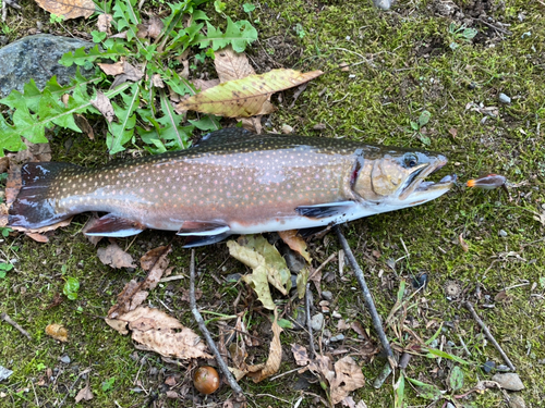 ニジマスの釣果