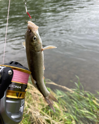 ウグイの釣果