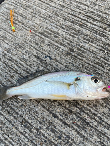 イシモチの釣果