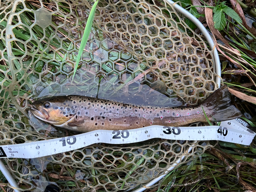 ブラウントラウトの釣果