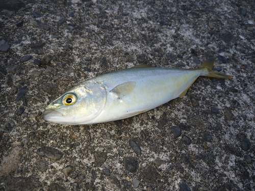 ワカシの釣果