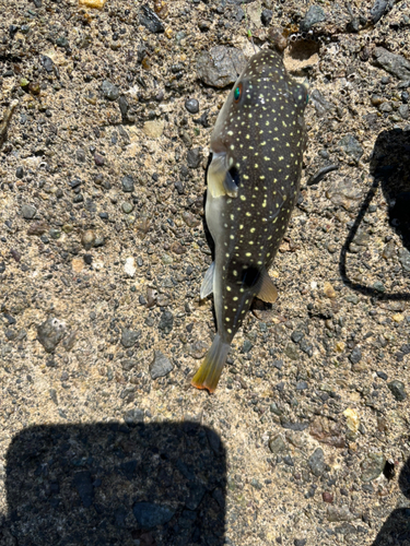 クサフグの釣果