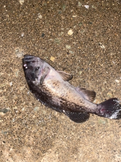 クロソイの釣果