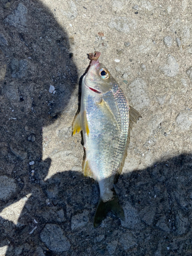 キチヌの釣果