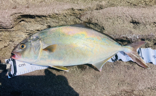 ショゴの釣果