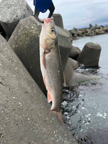 ウグイの釣果