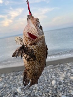 オオモンハタの釣果