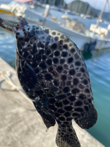 イシガキダイの釣果