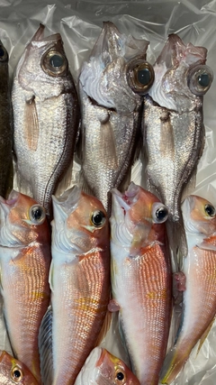 シロムツの釣果