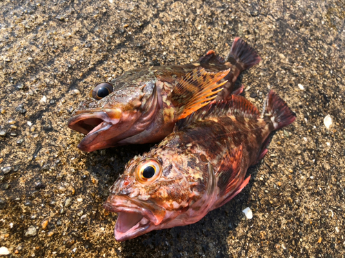 ガシラの釣果