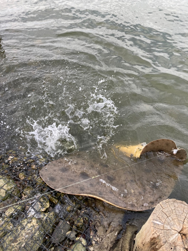 ツバクロエイの釣果