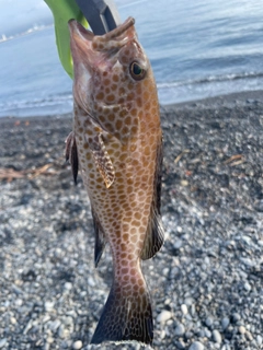 オオモンハタの釣果