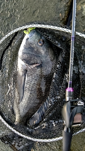 チヌの釣果