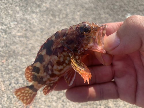 カサゴの釣果