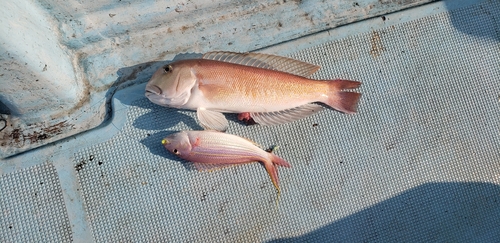 シロアマダイの釣果