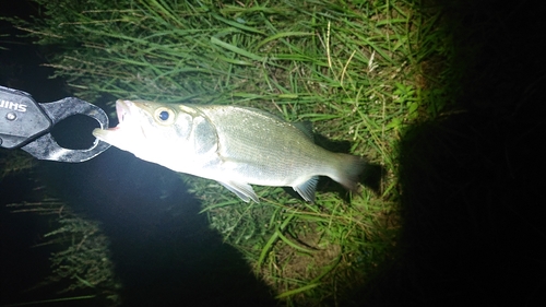 スズキの釣果