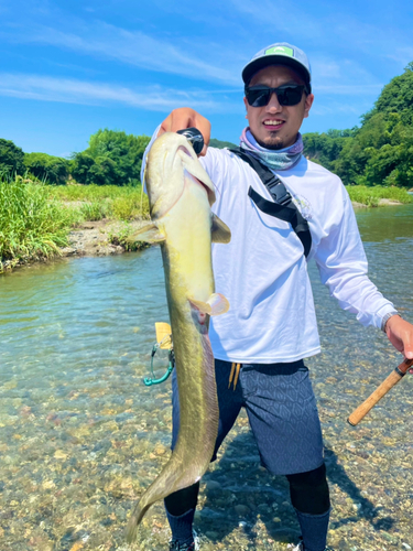 ナマズの釣果