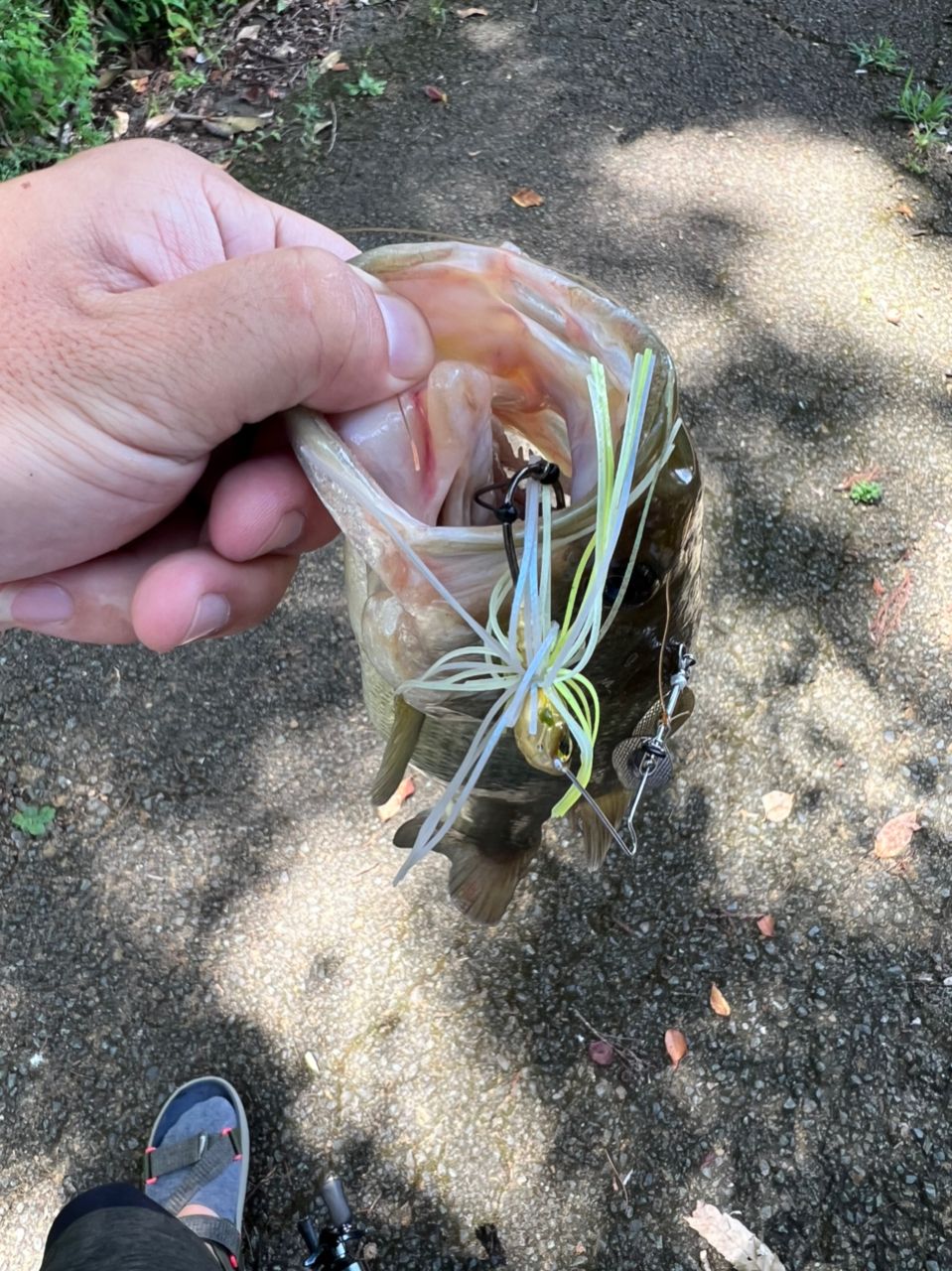 ブラックバス