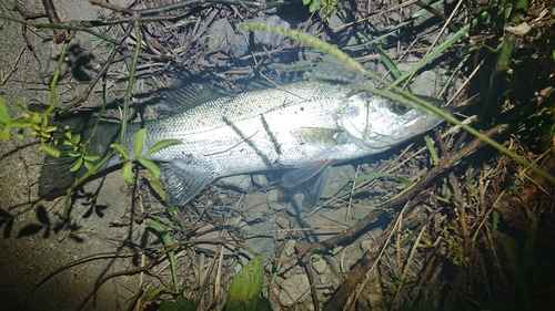 スズキの釣果