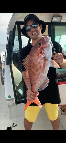 マダイの釣果