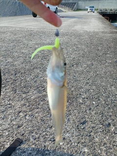 シロギスの釣果