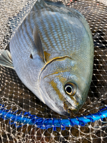 イスズミの釣果