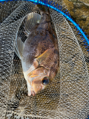 メイチダイの釣果