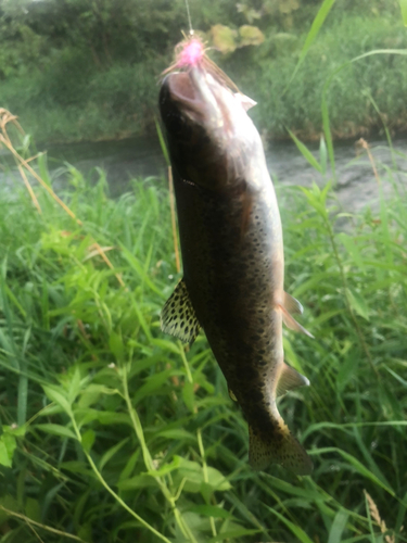 ニジマスの釣果