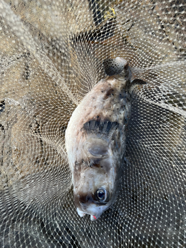 イシガキフグの釣果