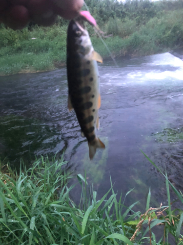 ヤマメの釣果