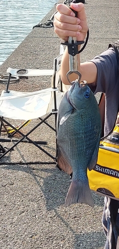 メジナの釣果