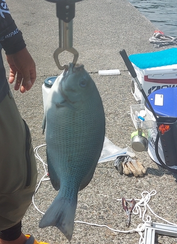 メジナの釣果