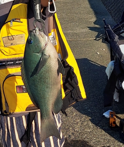 メジナの釣果