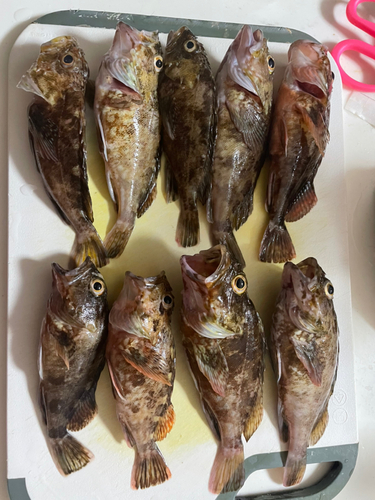 タケノコメバルの釣果