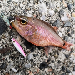 ネンブツダイの釣果