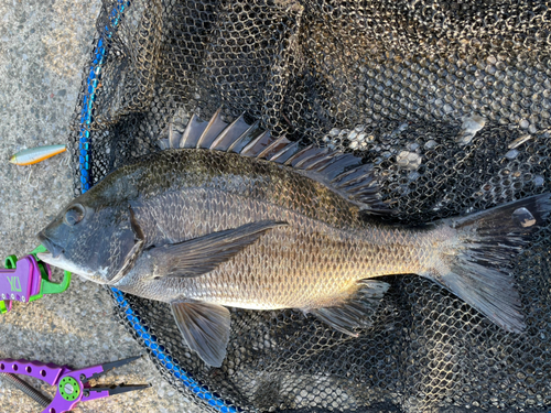 チヌの釣果