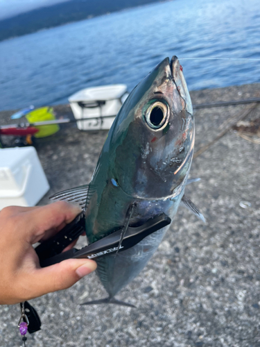 ソウダガツオの釣果