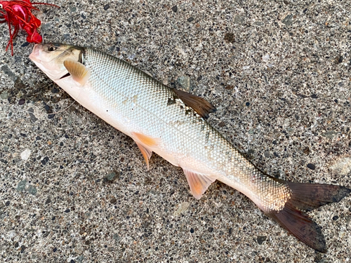 ウグイの釣果