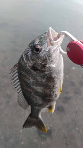 キチヌの釣果