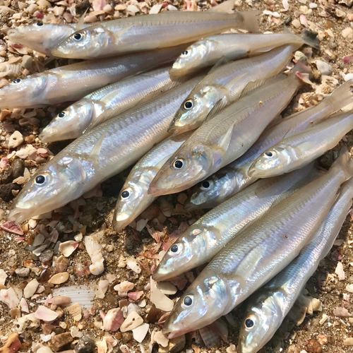 キスの釣果