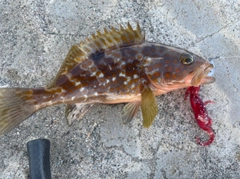 キジハタの釣果