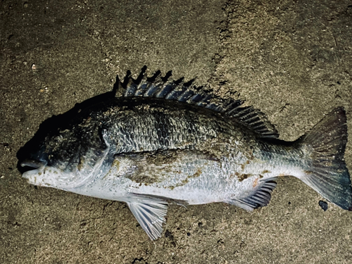 チヌの釣果