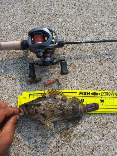 タケノコメバルの釣果