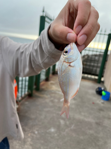 チャリコの釣果