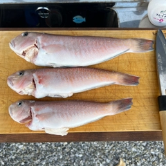 シロアマダイの釣果