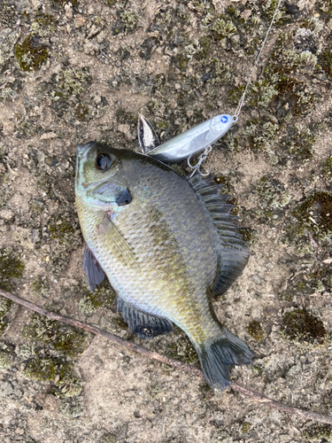 ブルーギルの釣果