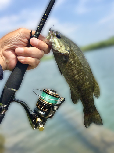 スモールマウスバスの釣果