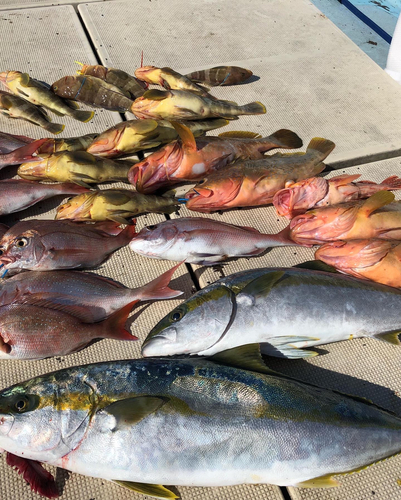 マダイの釣果