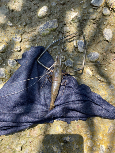 テナガエビの釣果