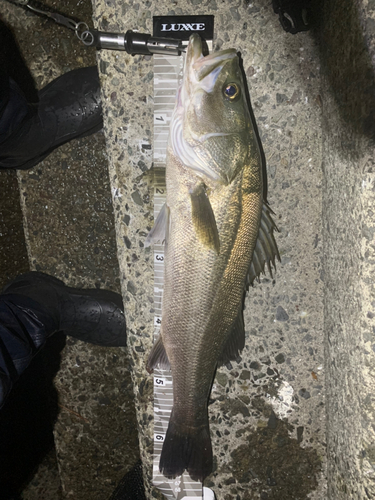 シーバスの釣果